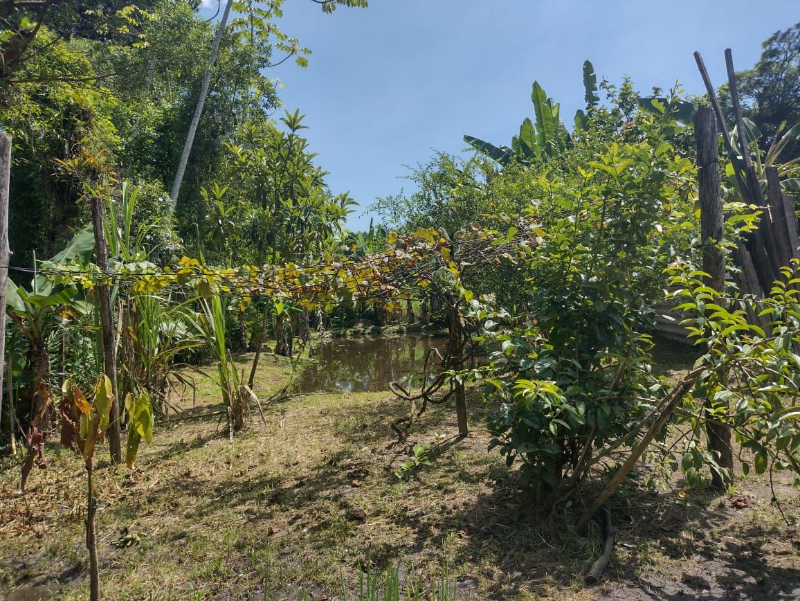 Chácara em Alexandra, Paranaguá, Casa, Tanques de Peixe e Alto...