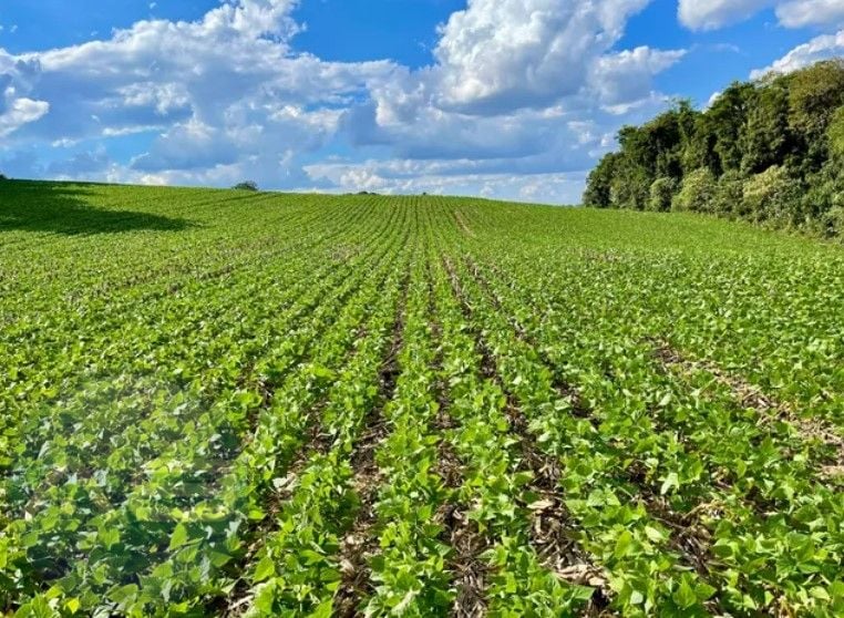 Chácara à venda, 23600 m  por R  649.000,00 - Barigui - Araucá...