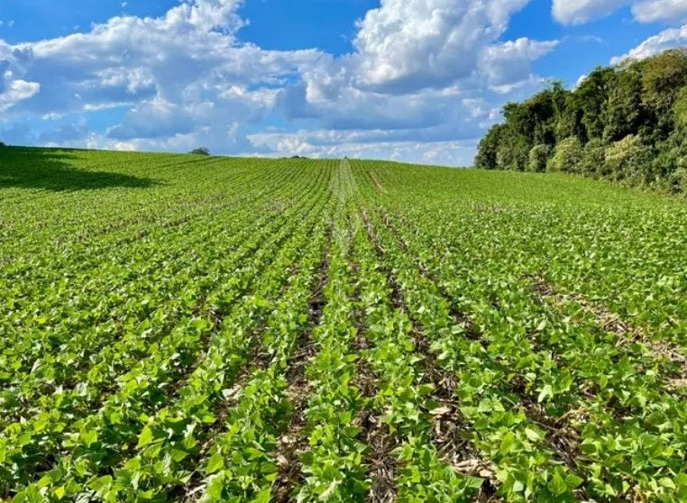 Chácara à venda, 23600 m  por R  649.000,00 - Barigui - Araucá...