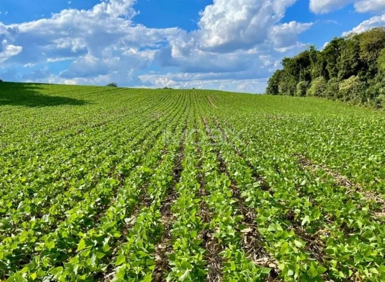 Chácara à venda, 23600 m  por R  649.000,00 - Barigui - Araucá...