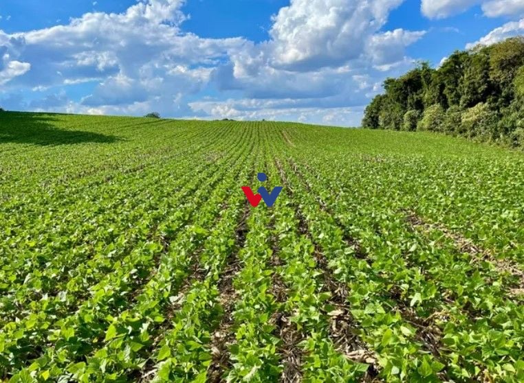 Chácara à venda, 23600 m  por R  649.000,00 - Barigui - Araucá...
