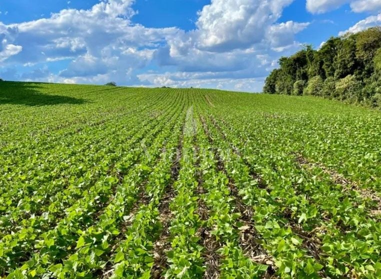 Chácara à venda, 23600 m  por R  649.000,00 - Barigui - Araucá...