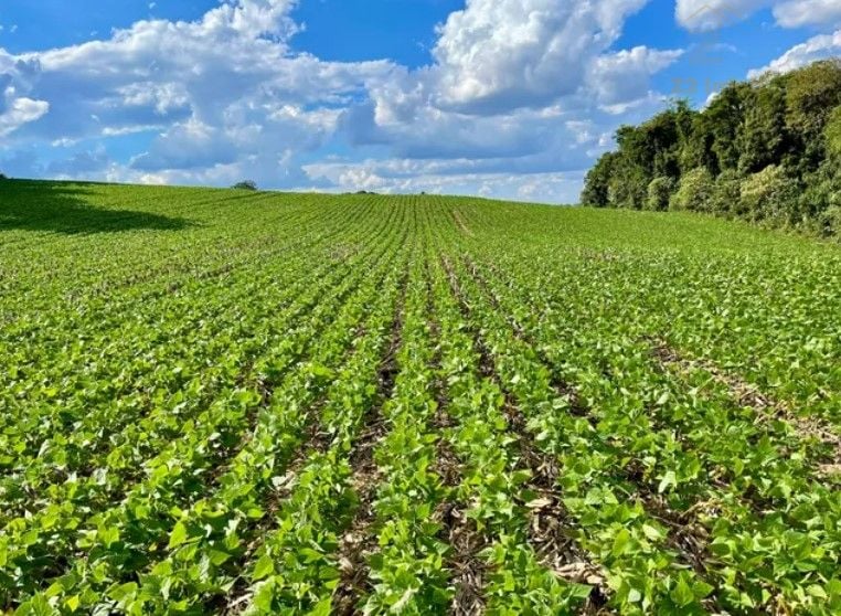 Chácara à venda, 23600 m  por R  649.000,00 - Barigui - Araucá...