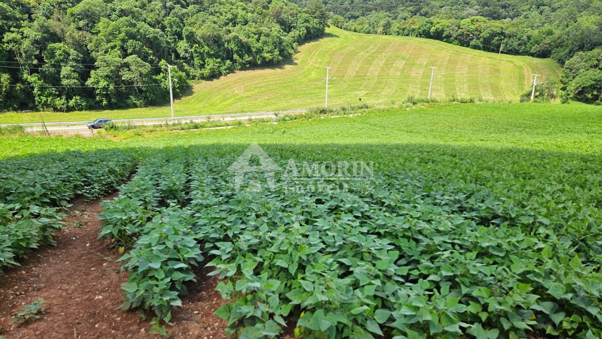 Chácara à venda,21850.00 m , zona rural, ARAUCARIA - PR