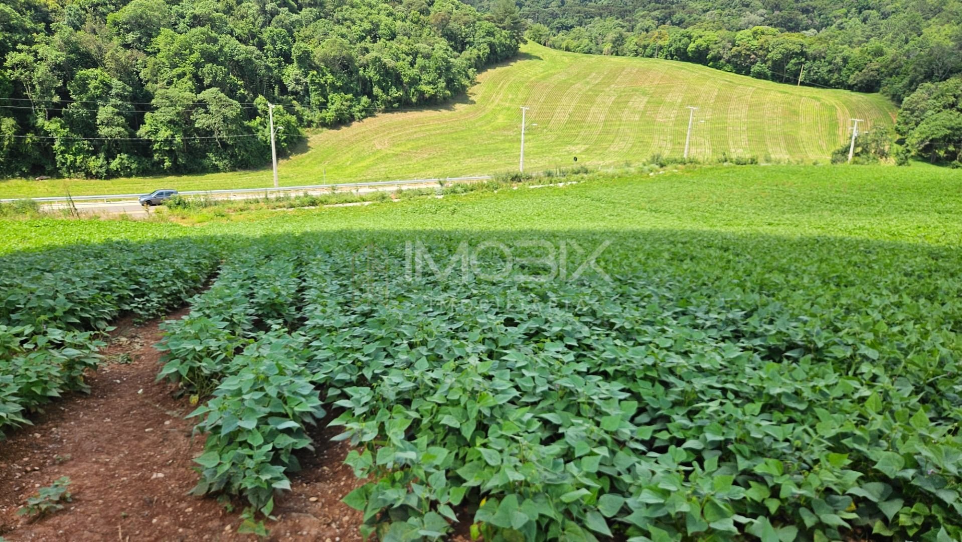 Chácara à venda,21850.00 m , zona rural, ARAUCARIA - PR