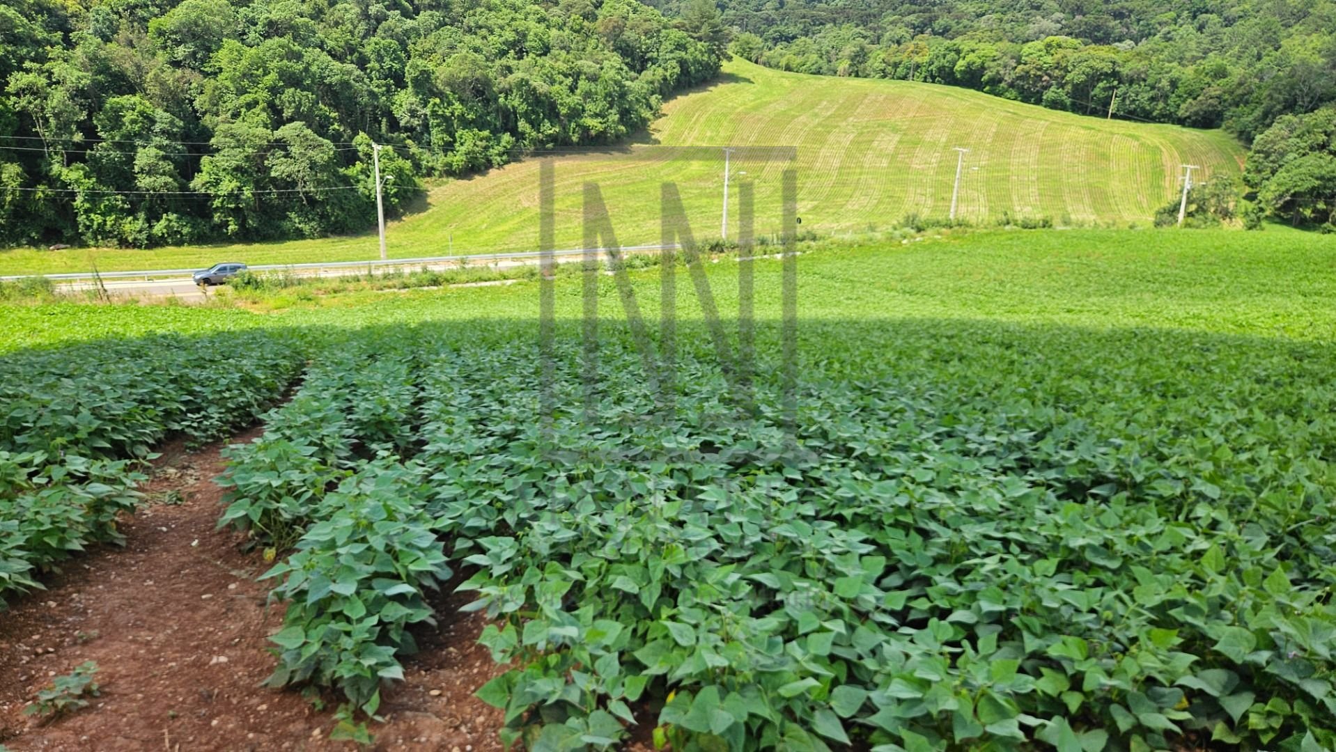 Chácara à venda,21850.00 m , zona rural, ARAUCARIA - PR