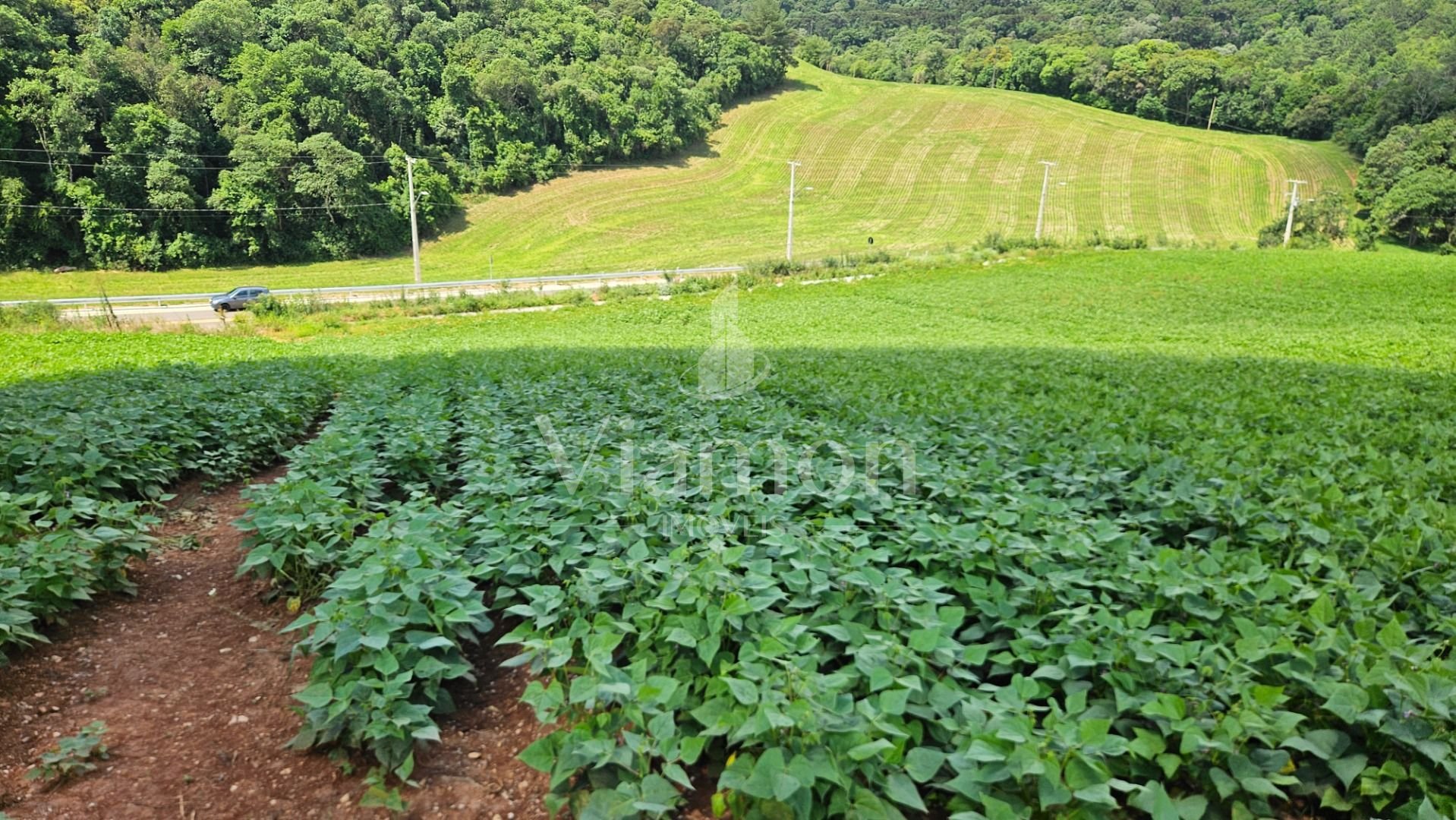 Chácara à venda,21850.00 m , zona rural, ARAUCARIA - PR
