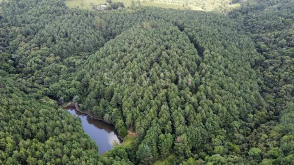 Fazenda Reflorestada de 111,6 Hectares em Arapoti PR  Investim...