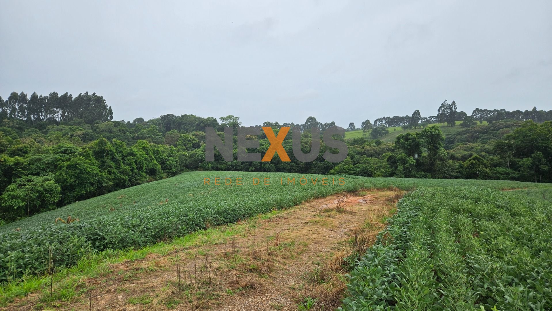 Área de 79.000 m  com 41.000 m  mecanizados  perfeita para cul...