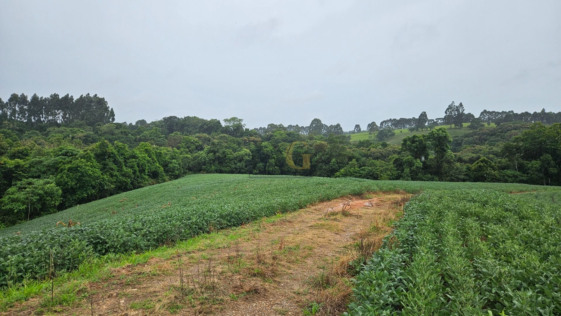 Área de 79.000 m  com 41.000 m  mecanizados  perfeita para cul...