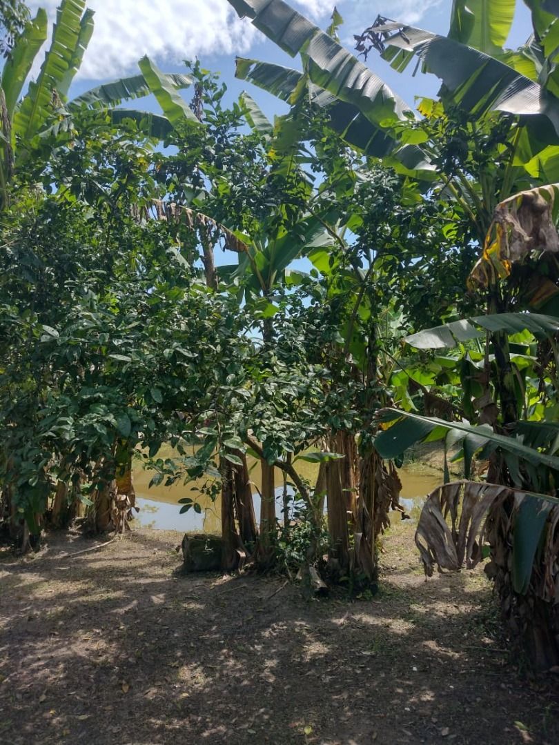 Chácara em Alexandra, Paranaguá, Casa, Tanques de Peixe e Alto...