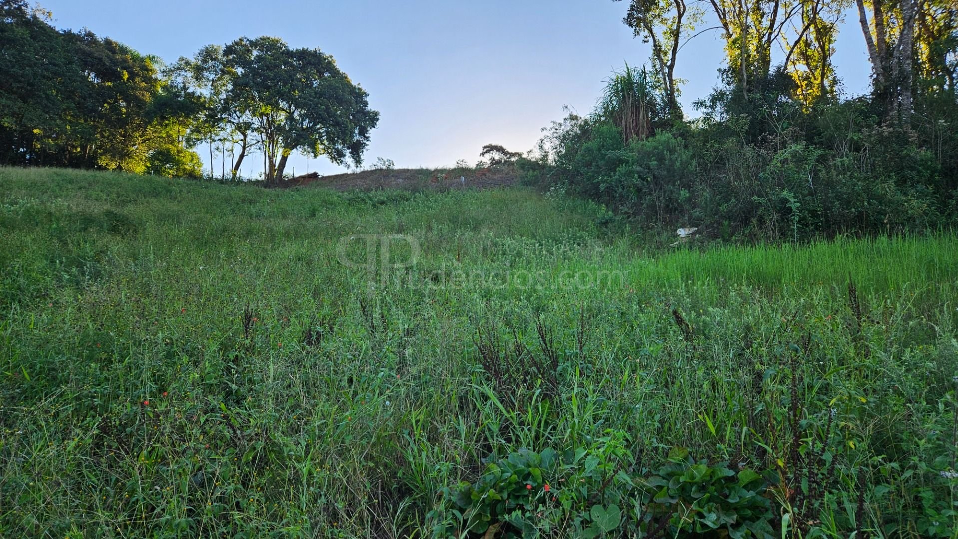 Chácara 10.500m  em Araucária com bosque, área de plantio e vi...