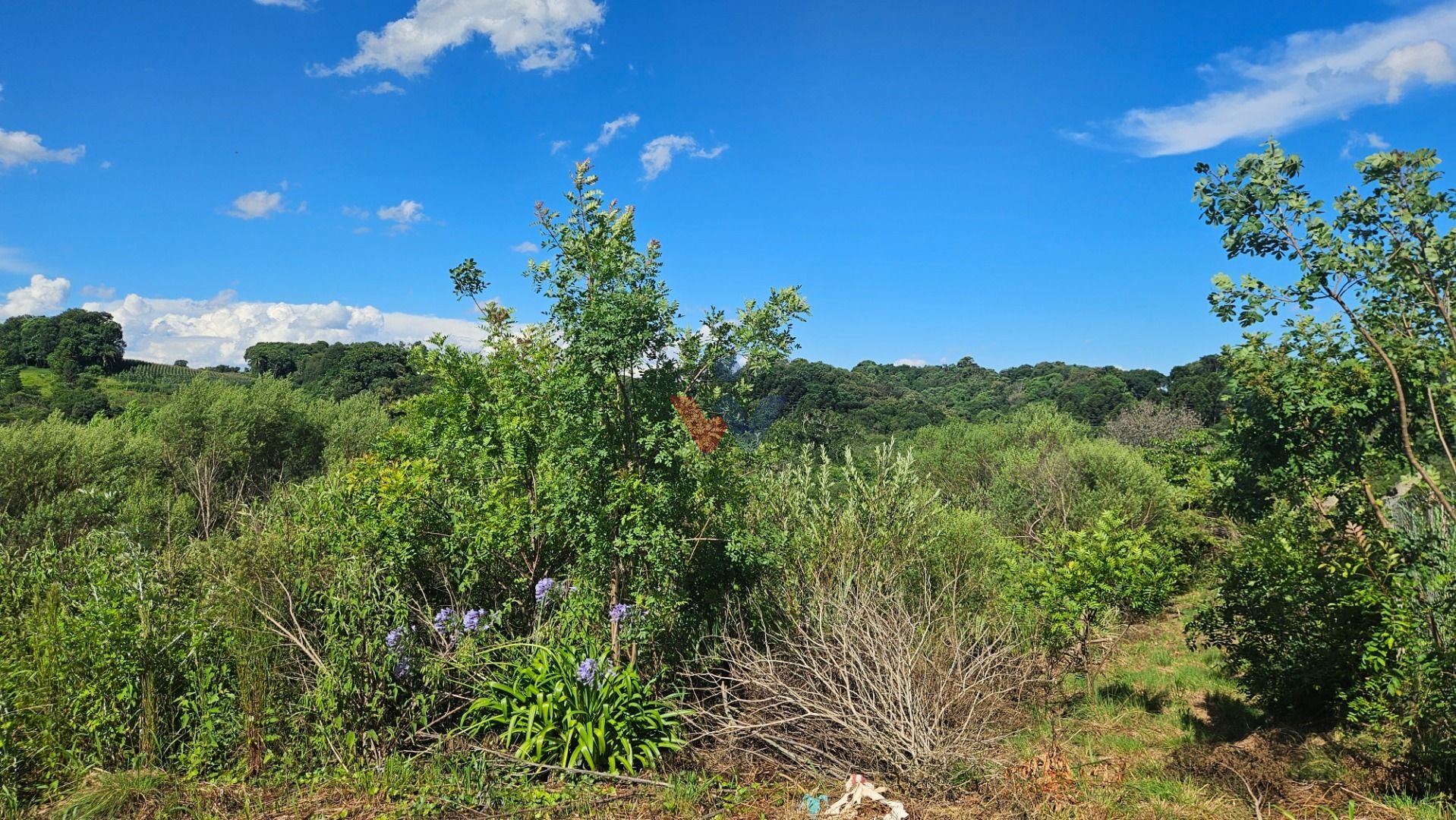 Chácara à venda, 7000 m  por R  255.000,00 - Zona Rural - Cont...