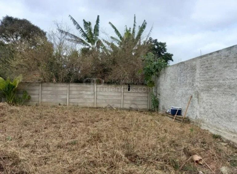 Lote Plano e Murado de 15x50m no Atuba  Pronto para Construir