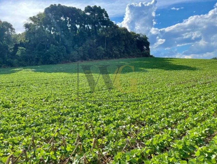 Chácara à venda, 23600 m  por R  649.000,00 - Barigui - Araucá...
