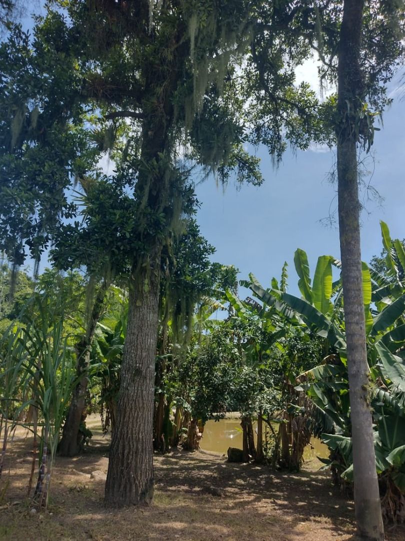 Chácara em Alexandra, Paranaguá, Casa, Tanques de Peixe e Alto...