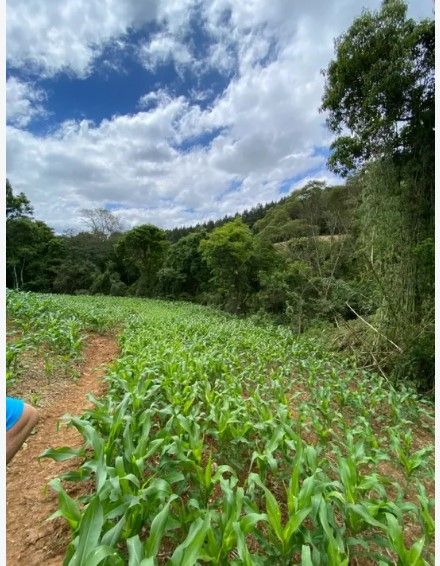 Terreno de 9,46 ha em Tijucas do Sul  Ideal para Agricultura o...