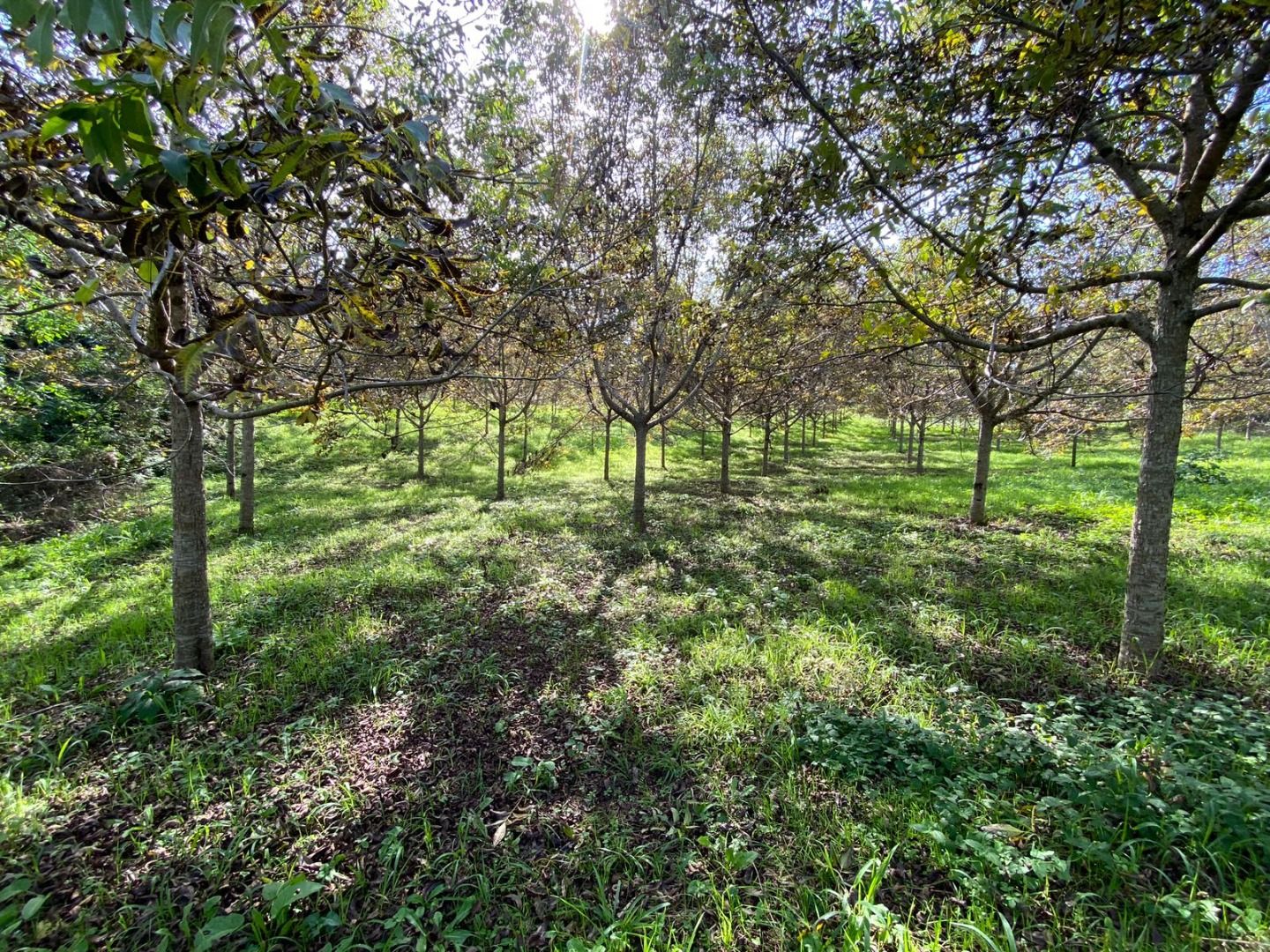 Propriedade Sustentável de 2 Alqueires com Noz Pecan, Araucári...