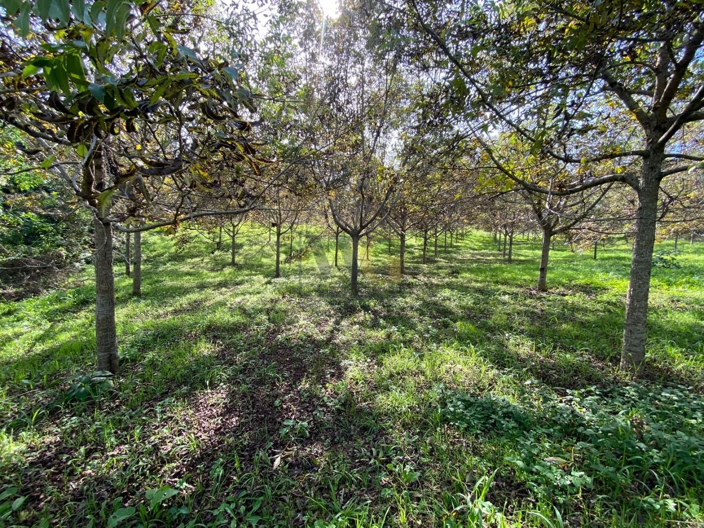 Propriedade Sustentável de 2 Alqueires com Noz Pecan, Araucári...