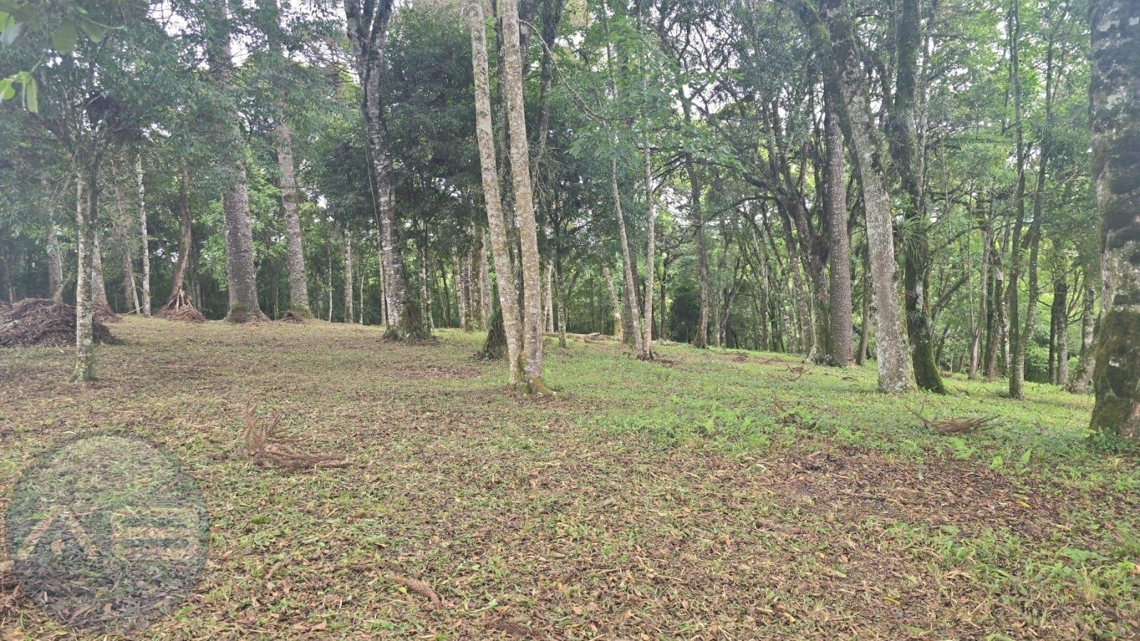 Terreno Urbano à Venda no Bairro São Caetano  Balsa Nova PR