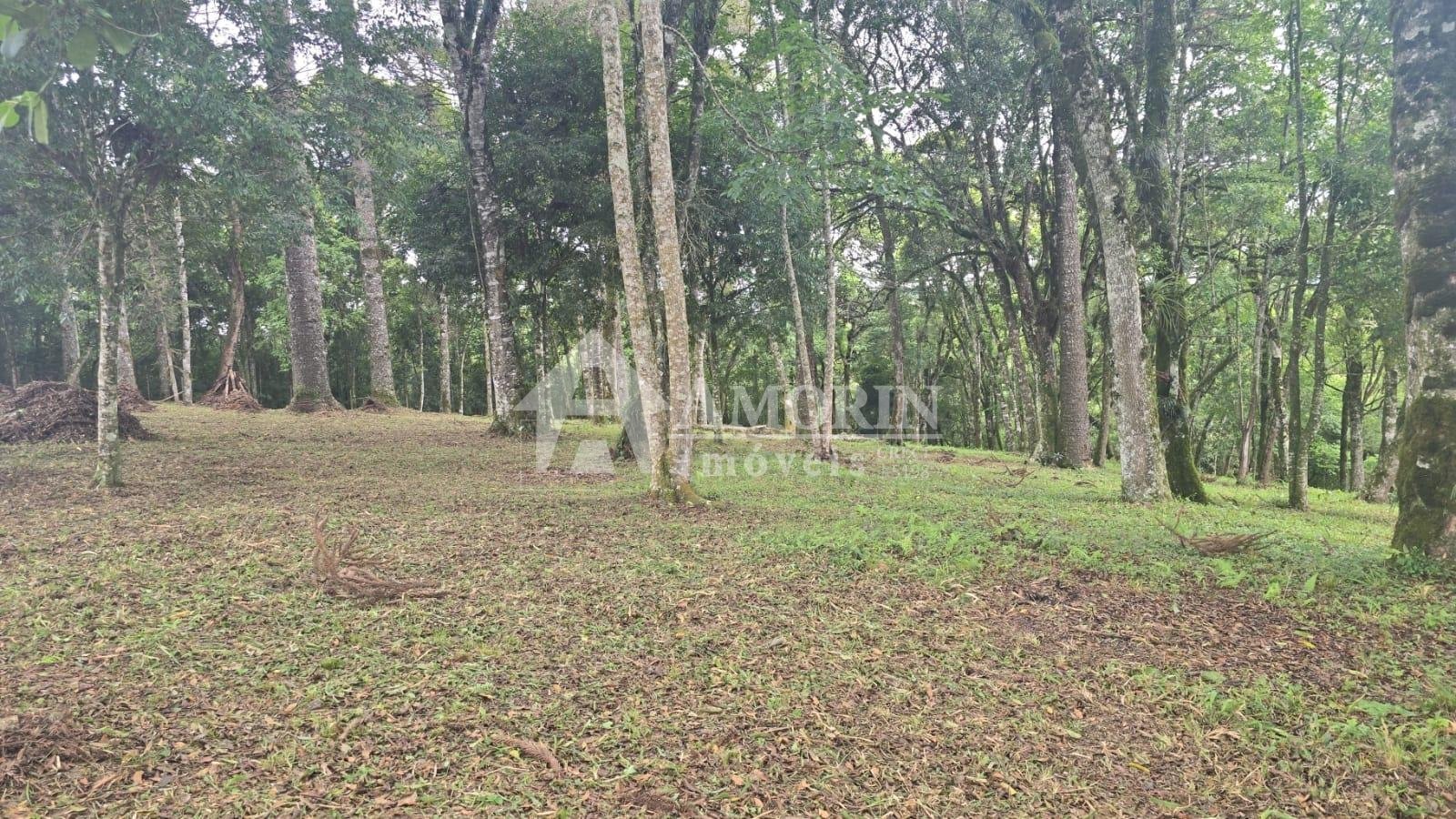 Terreno Urbano à Venda no Bairro São Caetano  Balsa Nova PR