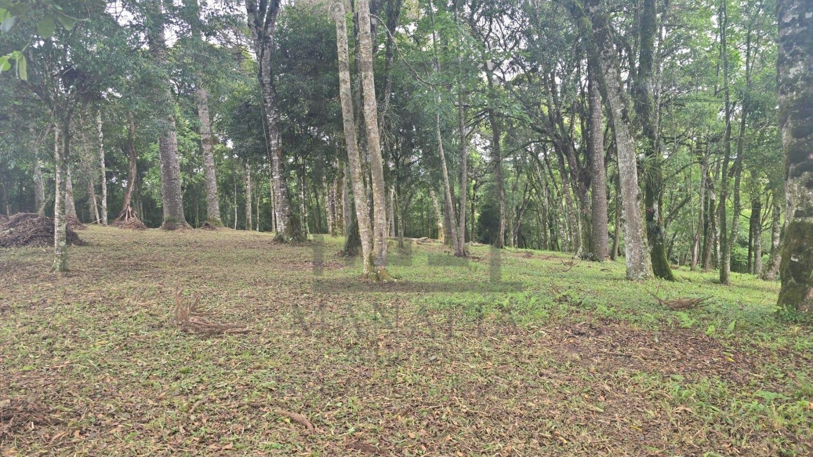 Terreno Urbano à Venda no Bairro São Caetano  Balsa Nova PR