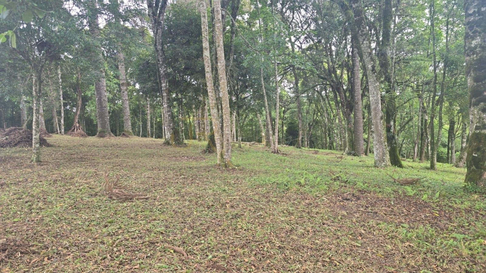 Terreno Urbano à Venda no Bairro São Caetano  Balsa Nova PR