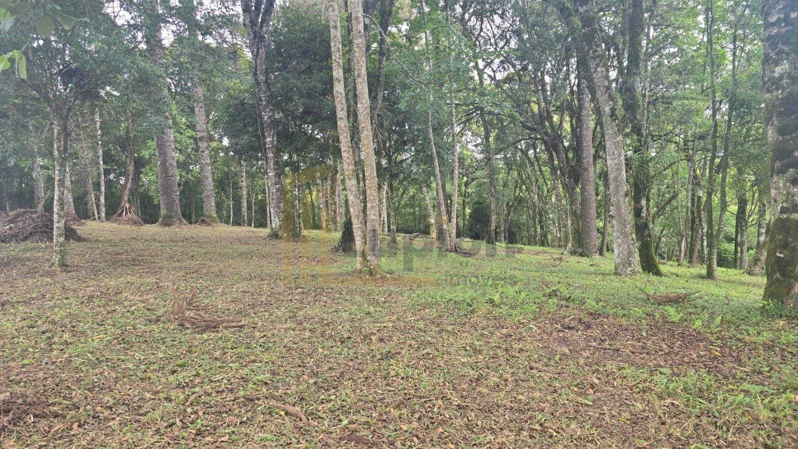 Terreno Urbano à Venda no Bairro São Caetano  Balsa Nova PR