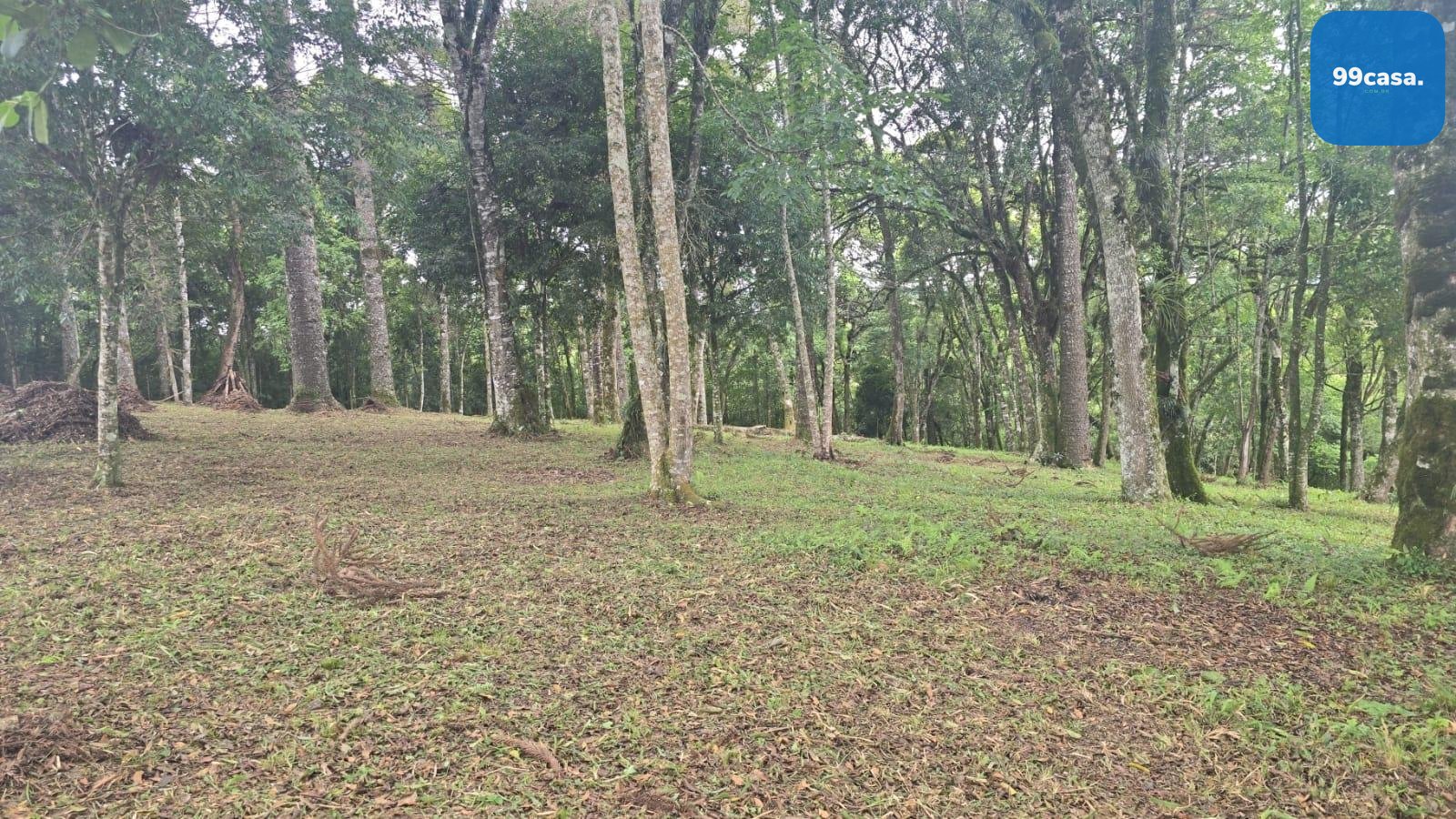 Apartamento no Cabral com lareira e sacada com churrasqueira. ...