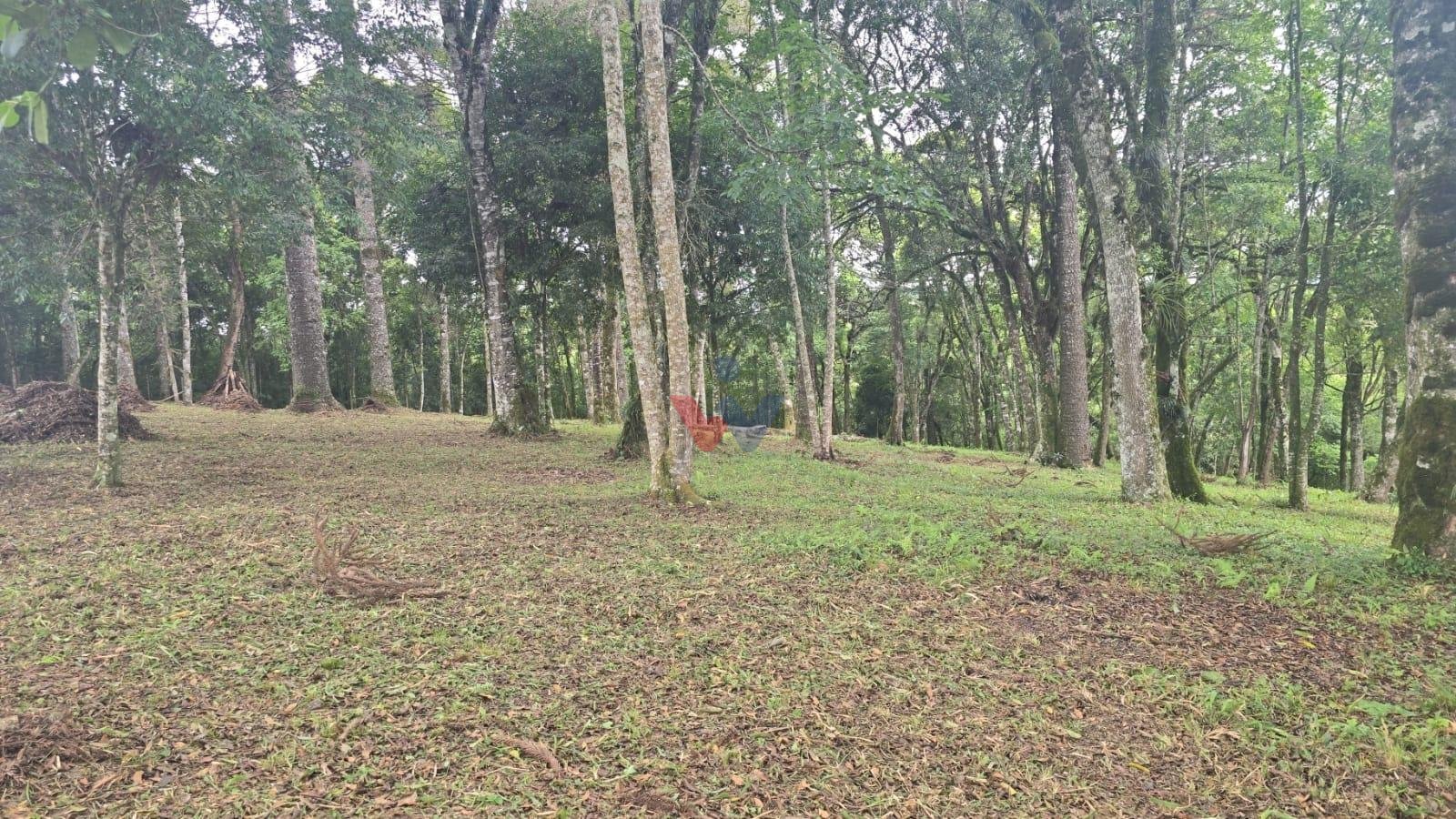 Terreno Urbano à Venda no Bairro São Caetano  Balsa Nova PR