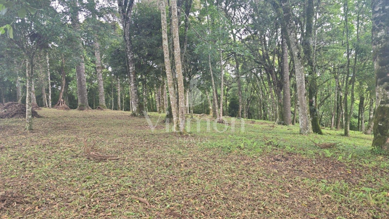 Terreno Urbano à Venda no Bairro São Caetano  Balsa Nova PR