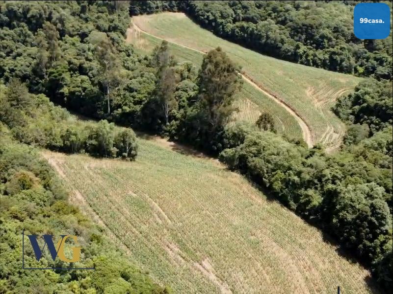 Chácara à Venda no Bairro Colônia Balbino Cunha  Campo Largo ...